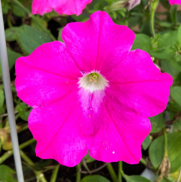 IMG_1365.jpeg