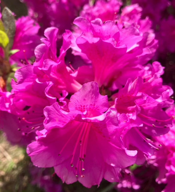 IMG_7140.jpeg