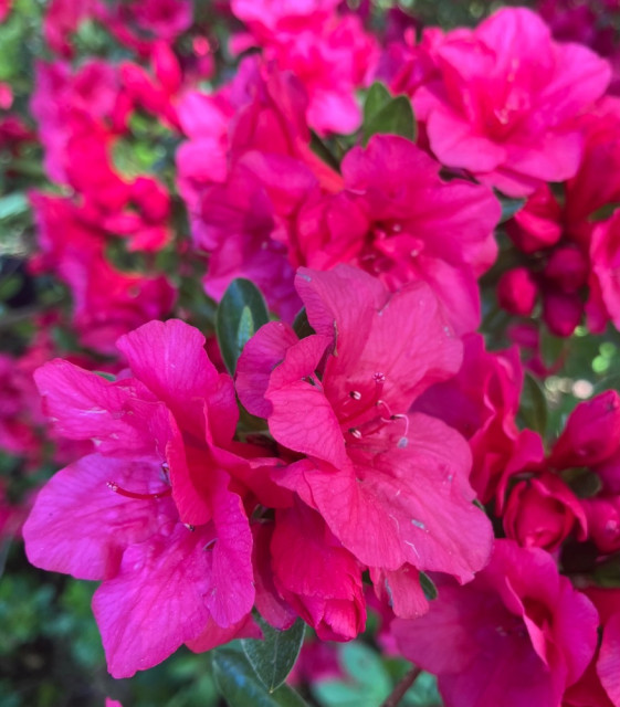 IMG_7141.jpeg
